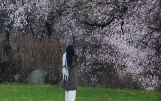4月西藏看桃花最佳地点在哪？四月西藏最佳观赏桃花地点是哪里？