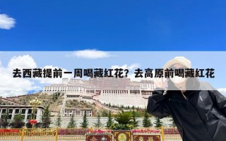 去西藏提前一周喝藏红花？去高原前喝藏红花