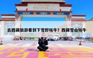 去西藏旅游看到下雪野牦牛？西藏雪山牦牛