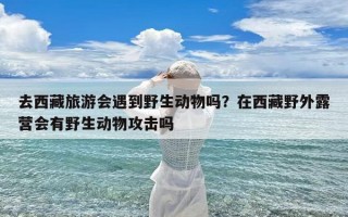 去西藏旅游会遇到野生动物吗？在西藏野外露营会有野生动物攻击吗