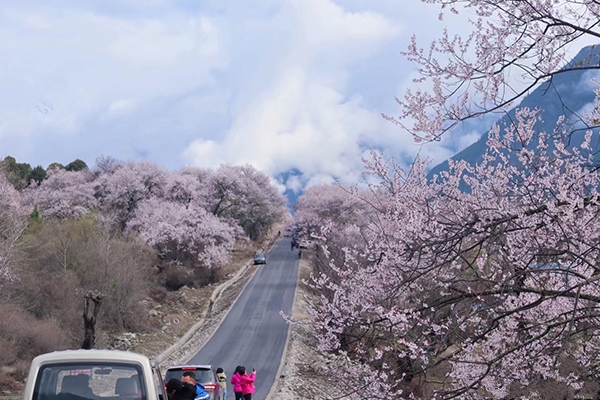 4月在拉萨包车去林芝费用多少