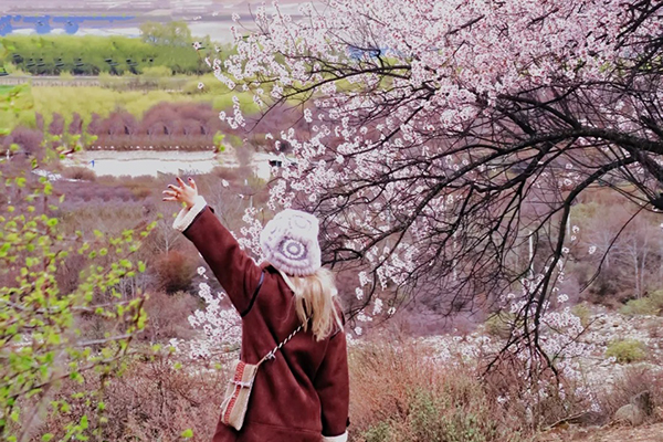 什么时候林芝桃花最美 什么时候林芝桃花最美