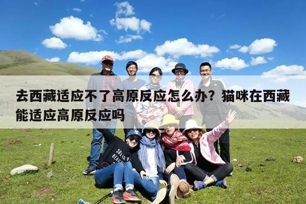 去西藏适应不了高原反应怎么办?猫咪在西藏能适应高原反应吗